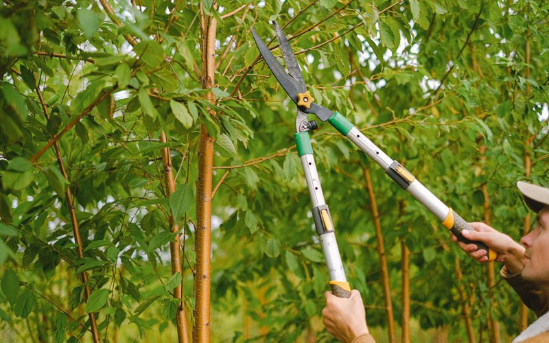 Tree trimming in Russian Mission, AK