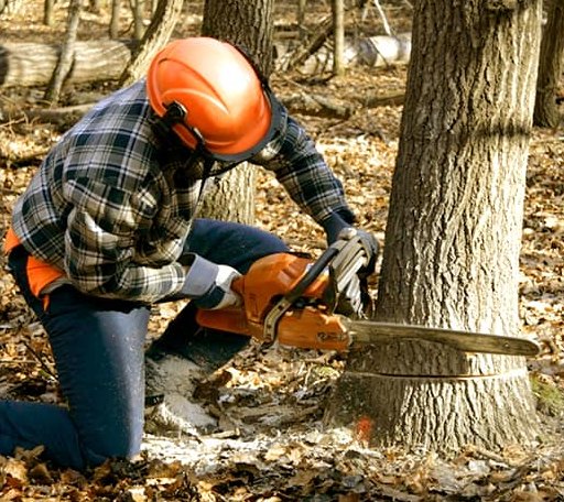 Tree Removal in Russian Mission, AK